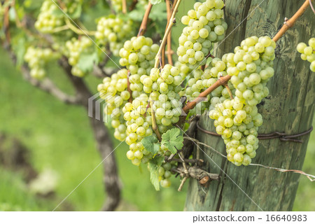  葡萄園 16640983