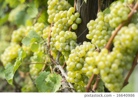  葡萄園 16640986