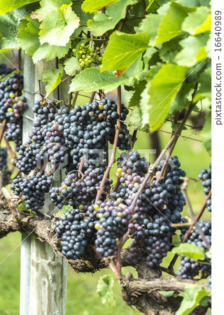  葡萄園 16640989