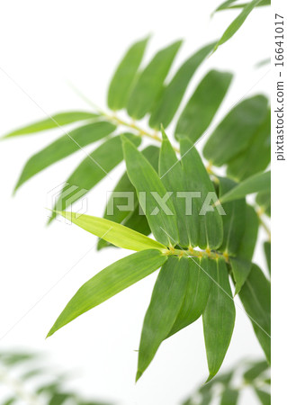 竹子竹子 竹子竹子 16641017