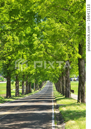  牧野高原水杉Namiki 16641118