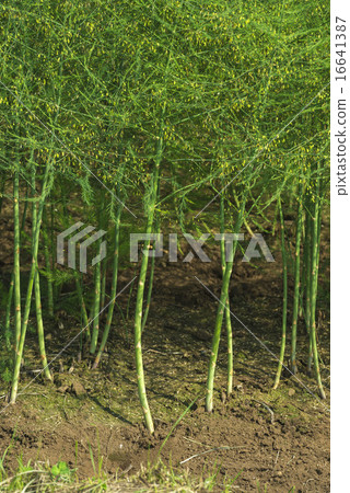 Asparagus Asparagus 16641387