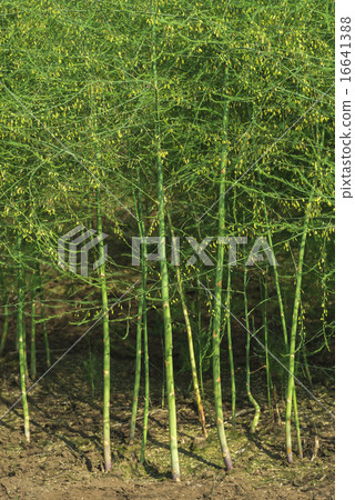 Asparagus 16641388