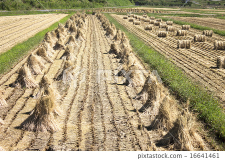 農村風光_收穫後的無處不在 農村風光_收穫後的無處不在 16641461