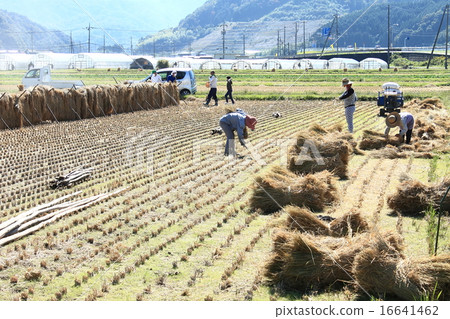 Agriculture _ harvest scenery Agriculture _ harvest scenery 16641462