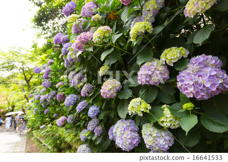 Kurakomiya街的繡球花 16641533