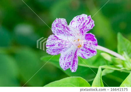 Osloi burner 16641575