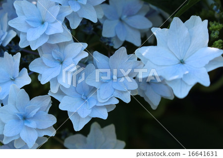 Fukayama Yaesuri紫色 16641631