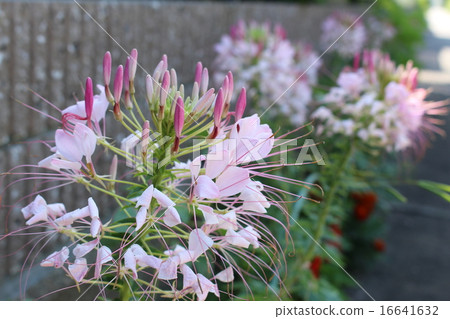 Wind bouquet 16641632