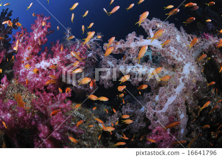 軟珊瑚和魚 16641796