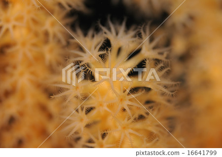 Coral friends Coral friends 16641799