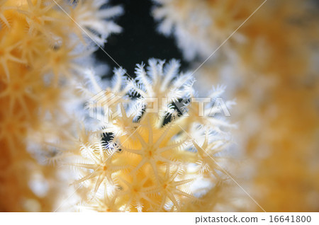 Coral friends Coral friends 16641800