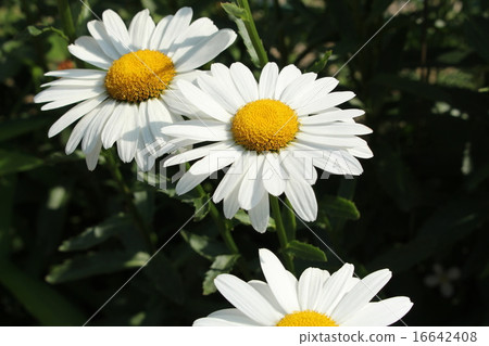 Margaret Margaret 16642408