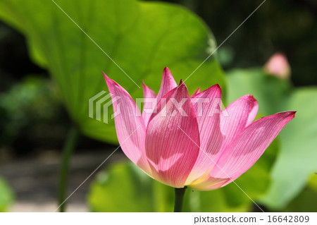 樂天釜山的蓮花 16642809