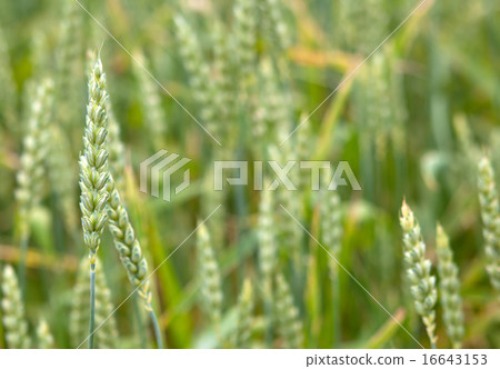 wheat field wheat field 16643153
