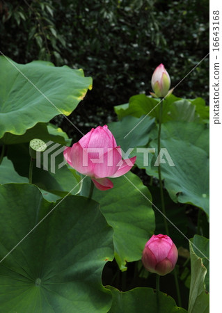 很多佛教堂的花蕾 很多佛教堂的花蕾 16643168