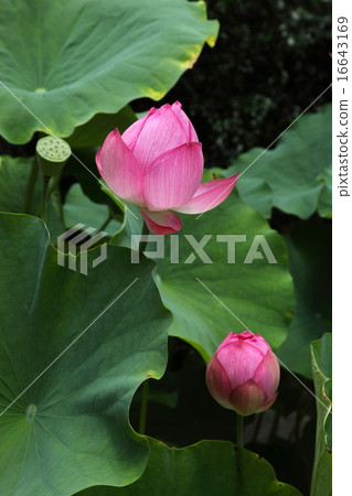 很多佛教堂的花蕾 16643169