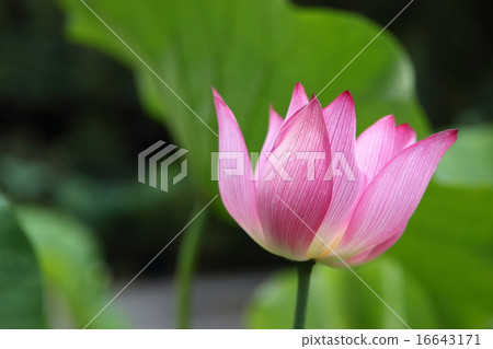 Lotte Busan's lotus Lotte Busan's lotus 16643171