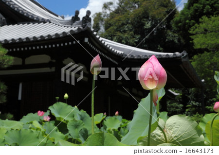 很多佛教堂的花蕾 很多佛教堂的花蕾 16643173