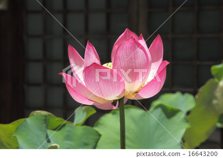 Lotte Busan's lotus 16643200