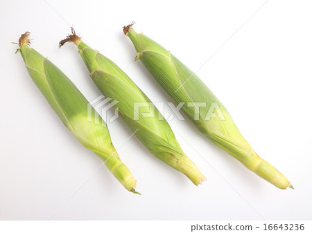Corn Corn 16643236