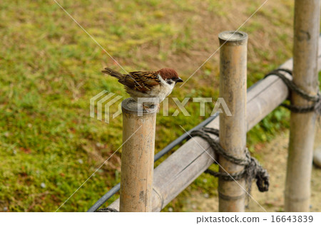 Kanazawa walk: sparrow in Kenrokuen garden Kanazawa walk: sparrow in Kenrokuen garden 16643839