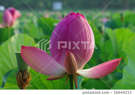 Ancient lotus 16644251