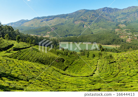 View of tea plantation valley and Madupetty Dam View of tea plantation valley and Madupetty Dam 16644413