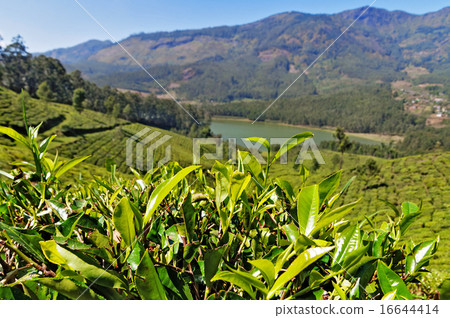 Green tea leaves on tea plantation valley Green tea leaves on tea plantation valley 16644414