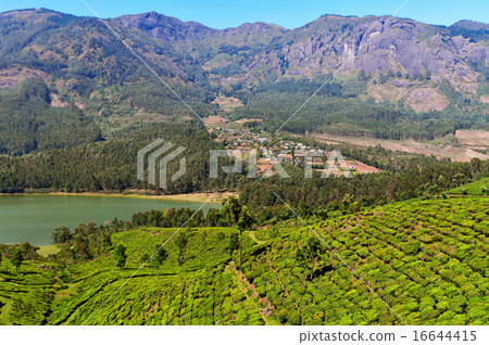 View of tea plantation valley and Madupetty Dam  16644415