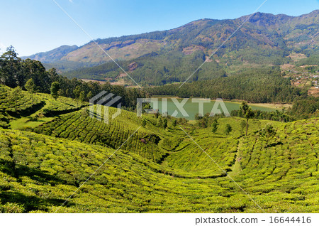 View of tea plantation valley and Madupetty Dam  16644416