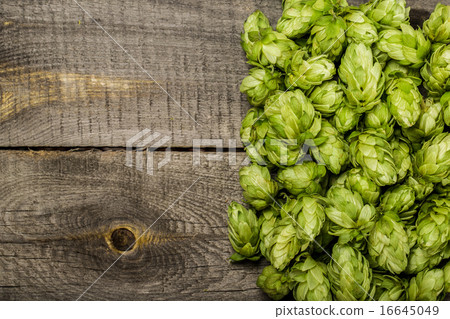 Fresh green hops on a wooden table Fresh green hops on a wooden table 16645049