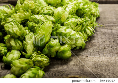 Fresh green hops on a wooden table Fresh green hops on a wooden table 16645052