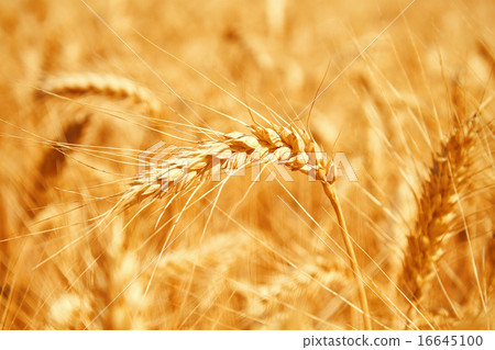 Gold wheat field Gold wheat field 16645100