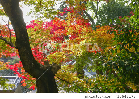 The autumn leaves and old trees of Komyoji Temple in Kyoto (I see the direction of the school from the vicinity of Mikado) The autumn leaves and old trees of Komyoji Temple in Kyoto (I see the direction of the school from the vicinity of Mikado) 16645173