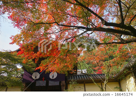 京都京都町的秋葉(Teshiko門) 京都京都町的秋葉(Teshiko門) 16645174