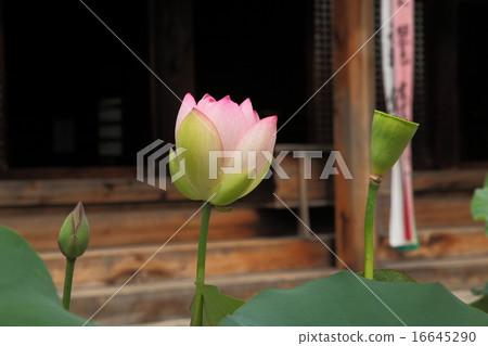 很多甘吉寺 16645290