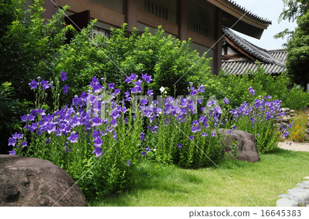 Genso-ji寺的風鈴草 Genso-ji寺的風鈴草 16645383