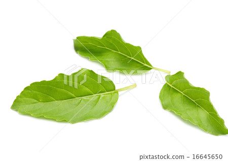 green basil leaf 16645650