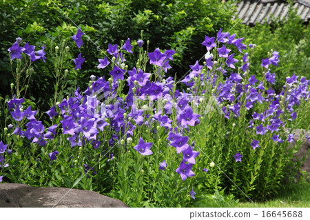 Bellflower of Genso-ji Temple Bellflower of Genso-ji Temple 16645688