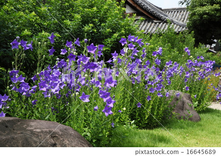 Bellflower of Genso-ji Temple Bellflower of Genso-ji Temple 16645689