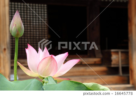 很多甘吉寺 16645778