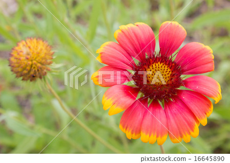 天體菊花 16645890