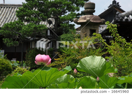 Hass at the Hokenbosaku 16645960