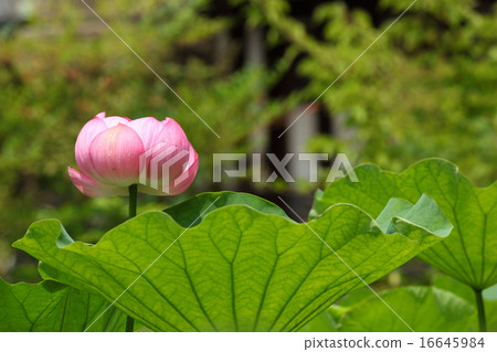 Hass at the Hokenbosaku Hass at the Hokenbosaku 16645984