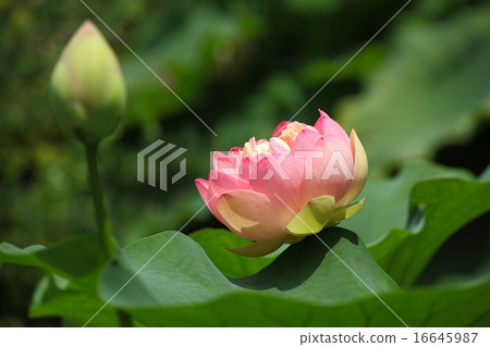 Hass at the Hokenbosaku Hass at the Hokenbosaku 16645987