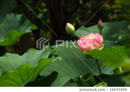 Hass at the Hokenbosaku 16645989