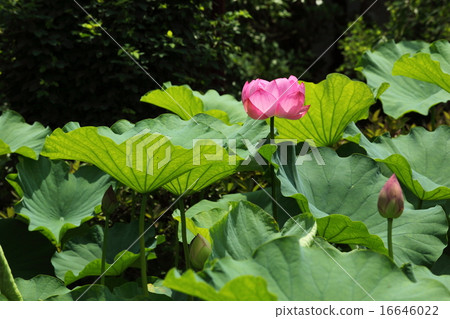 Hass at the Hokenbosaku 16646022