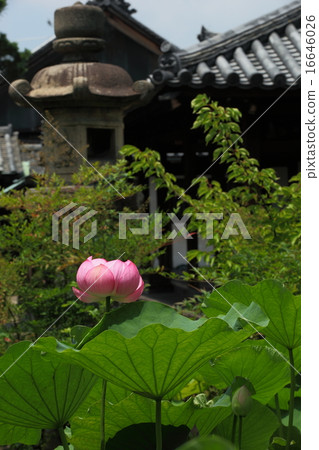 Hass at the Hokenbosaku 16646026