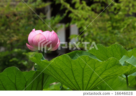 Hass at the Hokenbosaku 16646028